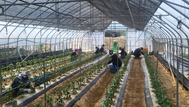 괴산읍 직원, 일손이음 자원봉사