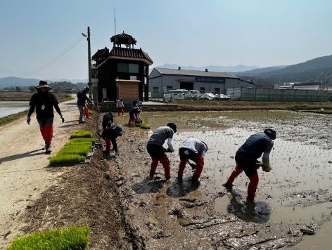 포천시농업기술센터, 2023년 포천시 벼 병해충 예찰답 모내기 실시