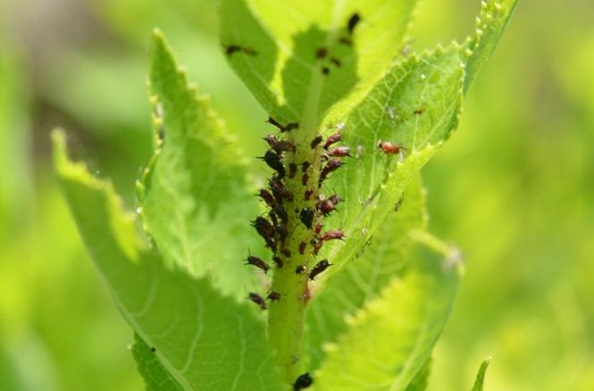 도라지 수염 진딧물 줄기 피해