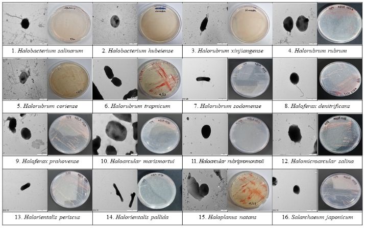 발굴된 극호염성 고균 16종 목록