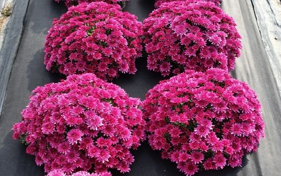 충남도, 진아이볼 등 반구형 국화 3품종 분양