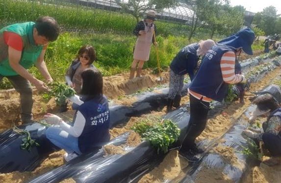 화서1동 새마을지도자협의회 이웃돕기 사랑의 고구마 파종