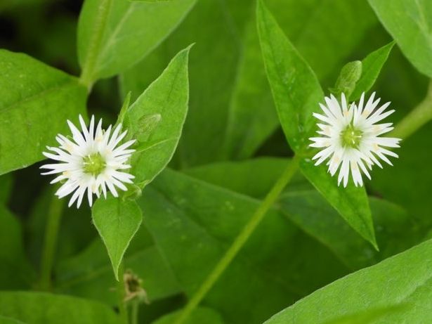 개화한 왕별꽃(고양하천연구회 제공)