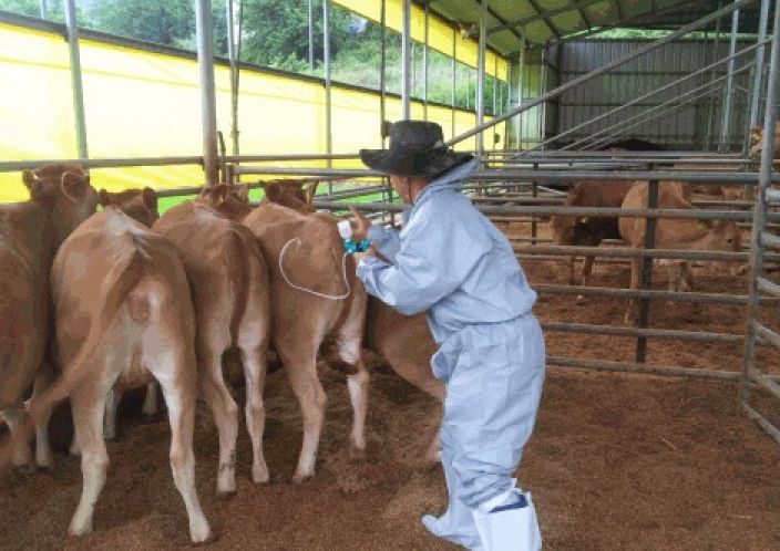 안동시, 구제역 긴급백신 접종 명령