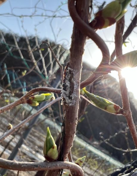 문경시농업기술센터, 돌발해충 약충기 방제 지원