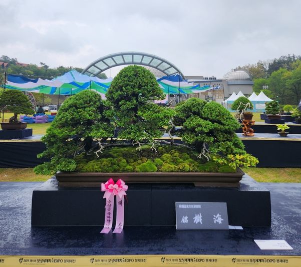 대상을 수상한 섬향나무문치호 씨(작품명 수해(樹海))작품