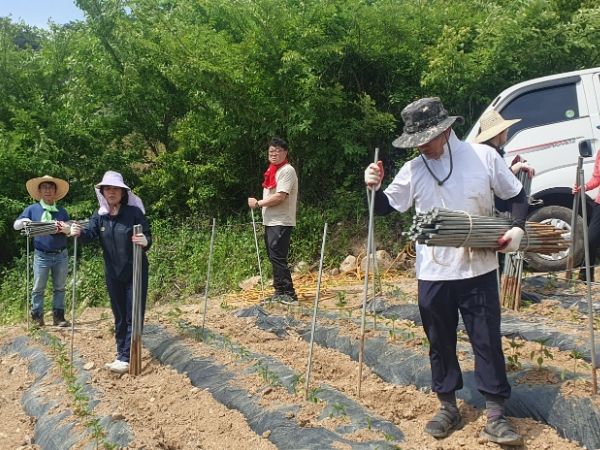 정선군의회 농촌일손돕기 실시