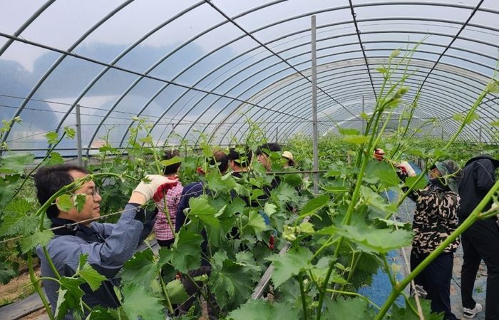 김제시 경제진흥과, 봄철 농촌일손돕기 ‘구슬땀’