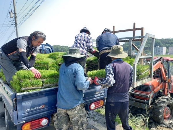 강화군, 못자리 실패 농가 예비모 지원