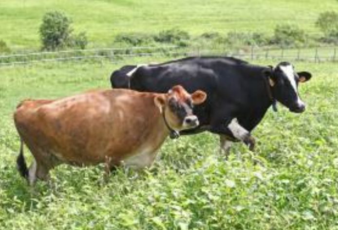 (앞) 저지종 (뒤) 홀스타인종