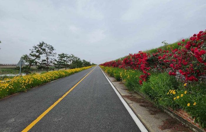 득량면 예당 중수문 제방 둑길에 활짝 핀 장미꽃