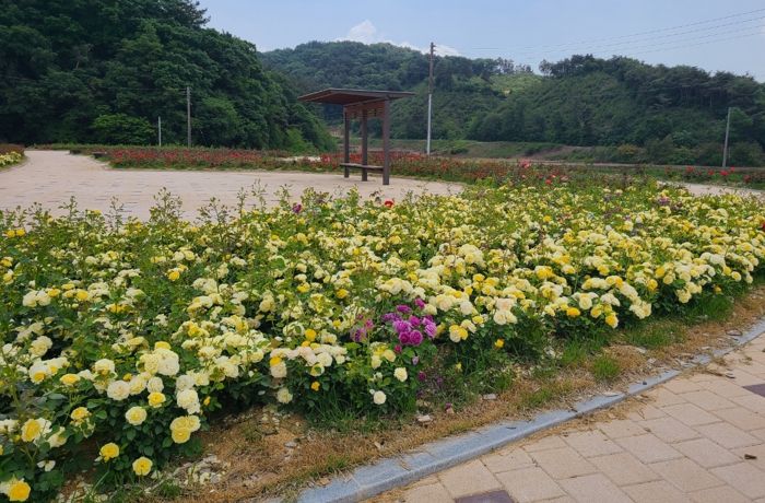 양화면 황골장미축제