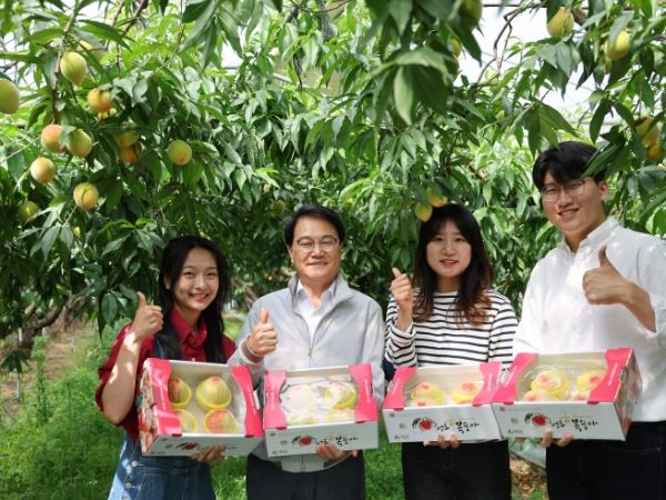 청도군의 대표 특산물인 복숭아, 시설하우스에서 첫 출하