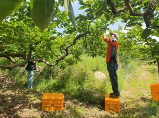 창원특례시 기후환경국, 봄철 농촌일손돕기 지원 구슬땀