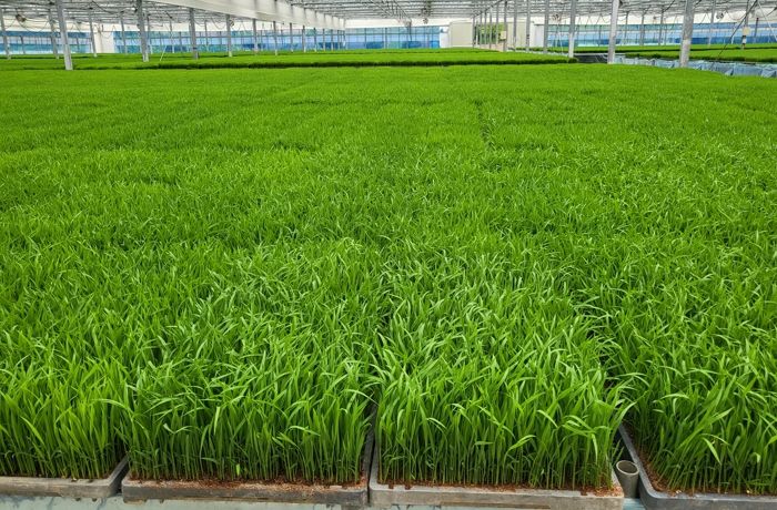 청양군, 모내기 벼 예비묘 2만 상자 생산공급