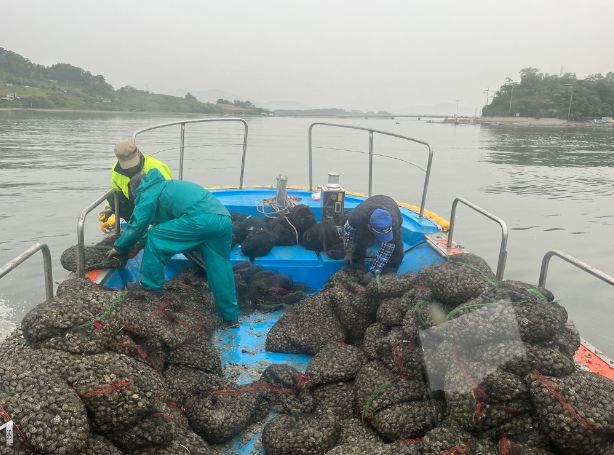 바지락 종자 114톤 살포