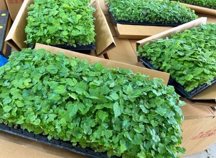 평창군, 산채 우량종묘 분양 완료