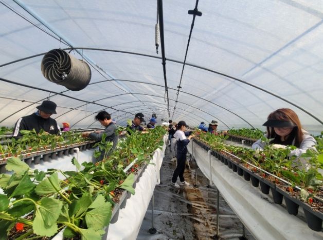 청주시 건축디자인과, 농촌 일손 돕기로 농가사랑 실천