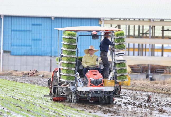 오성환 시장님 ‘당찬진미’ 모내기 시연