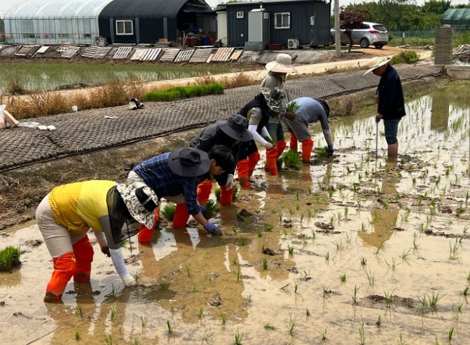 고양시 직원들의 손모내기 활동 중