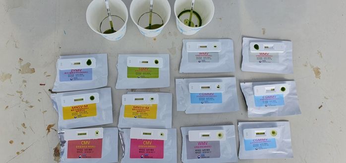 청양군, 원예작물 바이러스병 간이 진단 서비스 제공