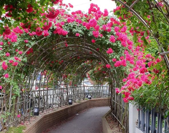 경기행복마을관리소 손길 닿은 안양 박달1동 장미터널 ‘활짝’