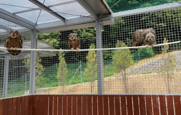센터로 구조된 어린 수리부엉이