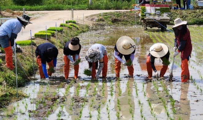 상주시농업기술센터, 직원과 함께하는 모내기 행사!