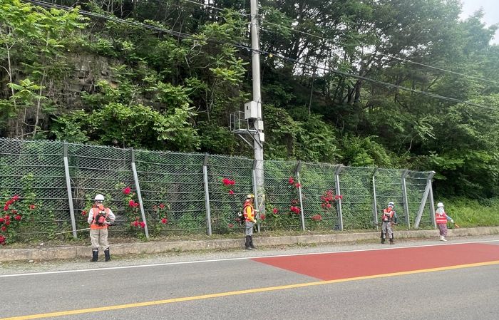 산청 생비량면, 도로변 잡목·덩굴 제거