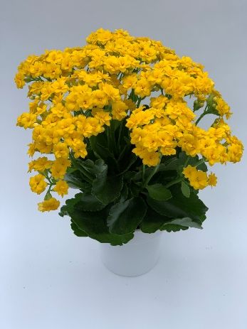 칼랑코에(옐로우틴)