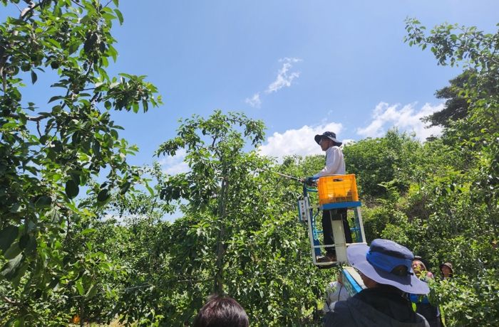 장수군 농업인대학 배움의 열기 후끈 사과반 현장 교육 실시