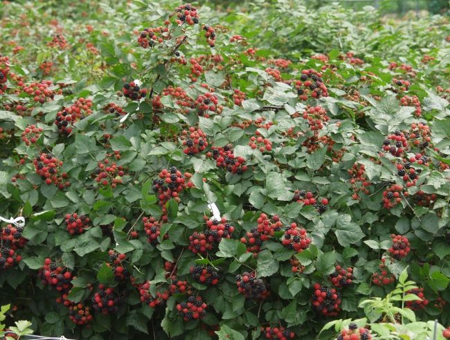 토종 복분자딸기 열매