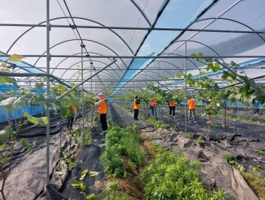 영농철 농가 일손돕기에 발 벗고 나선 고경면