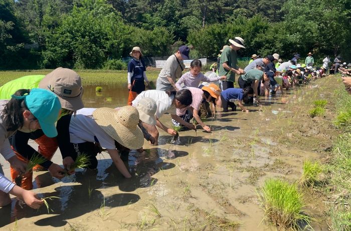 시민들이 손 모내기를 하고 있다.