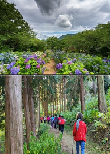 고성군, 수국 축제와 치유농업의 동행