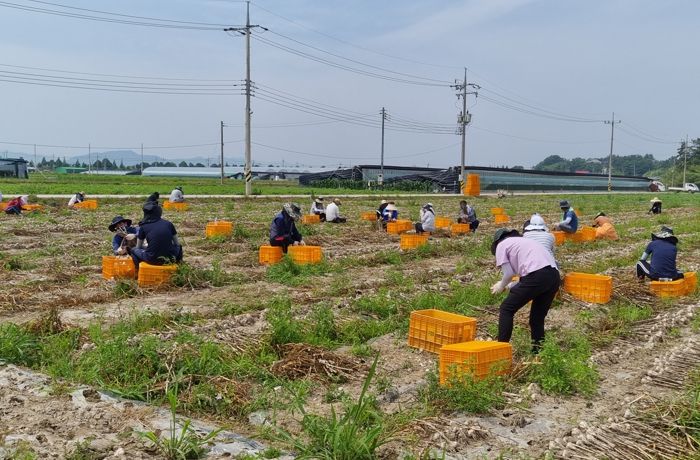 기획예산담당관 및 도천면 직원들이 마늘 수확을 하고 있다.
