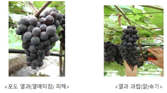 포도 열과 피해 경감