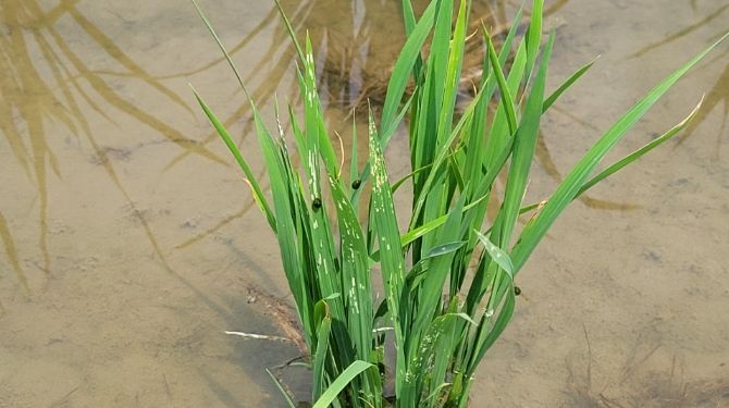 벼잎벌레 피해 증상