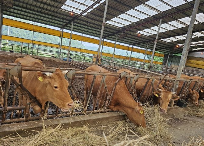 한우 번식우 사육 농가 전경