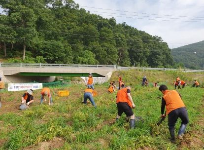 대전 중구 산성동 복지만두레, 직접 키운 사랑의 감자 수확
