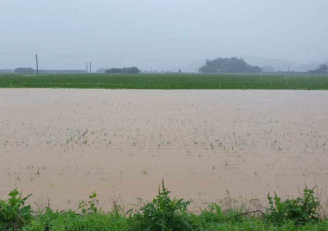 집중호우로 물이 가득찬 논 전경