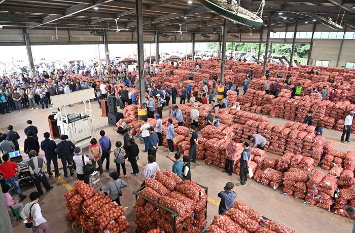 창녕농협 공판장에서 햇마늘 초매식이 이루어지고 있다