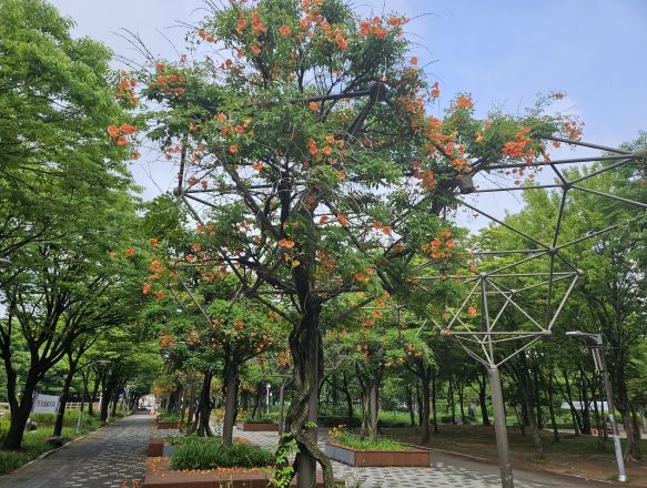 부천 소향로길(중앙공원) 능소화길