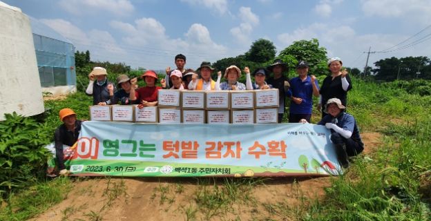 고양시 백석1동 주민자치회 '알알이 영그는 텃밭'에서 햇감자 수확