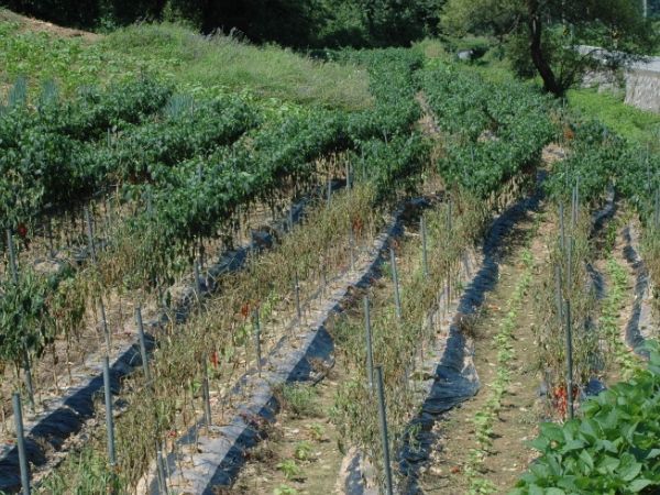 충남도 농업기술원, 장마철 노지 고추 병해 방제 강조