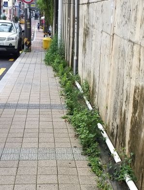 부산 동구 수정2동 바르게살기위원회, 보행로 잡초제거 등 환경정비