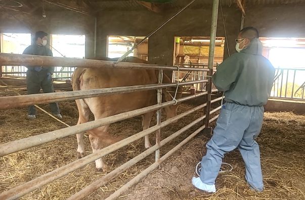 양산시, 소 브루셀라병 청정지역 유지