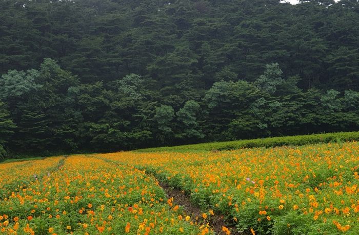 ‘오늘 꽃 보러 가자’ 고창군 노동저수지 꽃밭조성