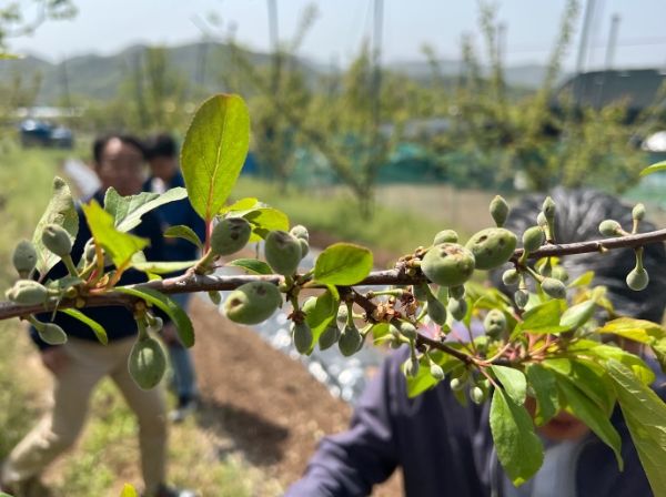 올해 4월 내남지역 우박피해 입은 플럼코트 현장