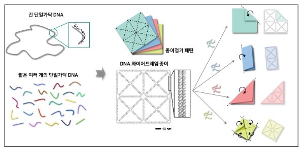 종이접기 패턴 형태의 디엔에이(DNA) 와이어프레임 종이 나노구조체 및 원하는 부분의 접힘을 통한 다양한 모양으로의 형상 변형 개념도